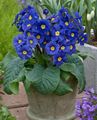  azul Flores de salón Prímula, Auricula herbáceas / Primula Foto