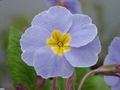   γαλάζιο Εσωτερικά λουλούδια Primula, Auricula ποώδη φωτογραφία