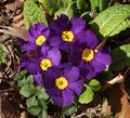   紫 报春花，木耳 草本植物 / Primula 照
