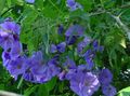   světle modrá Pokojové květiny Kvetoucí Javor, Pláč Javor, Lampion stromy / Abutilon fotografie