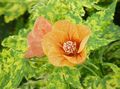   oranžový Pokojové květiny Kvetoucí Javor, Pláč Javor, Lampion stromy / Abutilon fotografie