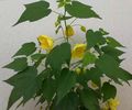   gul Blomstring Lønn, Gråtende Lønn, Kinesisk Lykt treet / Abutilon Bilde