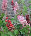   ვარდისფერი შიდა მცენარეები, სახლი ყვავილები Bloodberry, Rouge ქარხანა, ბავშვი წიწაკა, Pigeonberry, Coralito ბუში / Rivina სურათი