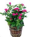   pink Indendørs Planter, Hus Blomster Rose busk Foto