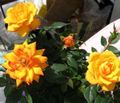   orange Topfblumen Rose sträucher Foto
