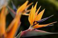   orange Paradiesvogel Kran Blumen Stelitzia grasig / Strelitzia reginae Foto