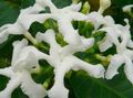   თეთრი შიდა მცენარეები, სახლი ყვავილები Tabernaemontana, ბანანის ბუში სურათი