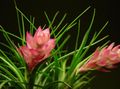   ピンク 屋内植物, ハウスフラワーズ ティランジア属 草本植物 / Tillandsia フォト