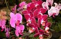   pink Indoor Plants, House Flowers Phalaenopsis herbaceous plant Photo