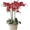   rouge des fleurs en pot Phalaenopsis herbeux Photo