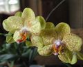   gul Krukblommor Phalaenopsis örtväxter Fil
