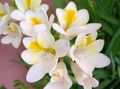   blanc des fleurs en pot Freesia herbeux Photo