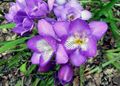   lilas des fleurs en pot Freesia herbeux Photo