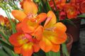   оранжев Интериорни цветове Фрезия тревисто / Freesia снимка