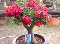   punane Maja lilled Desert Rose puu / Adenium Foto