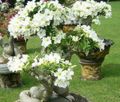   blanc des fleurs en pot Rose Du Désert des arbres / Adenium Photo