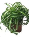   broget Spider Plante / Chlorophytum Foto