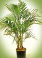 Kudrnaté Palmu, Kentia Dlaň, Ráj Palm