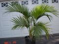   verde Plante de Interior Palmier Buclat, Kentia Palmier, Paradis Palmier copac / Howea fotografie