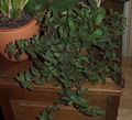   groen Kamerplanten Cyanotis foto
