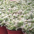   ვერცხლისფერი შიდა მცენარეები Cyanotis სურათი
