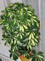   plamisty Pokojowe Rośliny Scheffler (Geptaplerum) drzewa / Schefflera zdjęcie