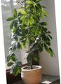   zielony Pokojowe Rośliny Scheffler (Geptaplerum) drzewa / Schefflera zdjęcie