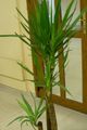   green Indoor Plants Yucca, Adams Needle tree Photo
