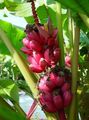   vihreä Sisäkasvit Kukinnan Banaani puut / Musa coccinea kuva