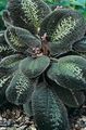   gesprenkelt Topfpflanzen Bertolonia, Schmuckwerk Foto