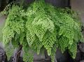   светло-зелен Интериорни растения Богородичен Папрат / Adiantum снимка