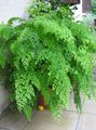   светло-зелен Интериорни растения Богородичен Папрат / Adiantum снимка