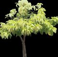   heleroheline Toataimed Pisonia puu Foto