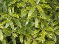   clair-vert des plantes en pot Laurier Japonais, Pittosporum Tobira des arbustes Photo