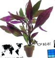   lila Szobanövények Alternanthera cserje fénykép