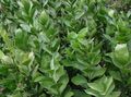   绿 室内植物 布彻的扫帚 灌木 / Ruscus 照