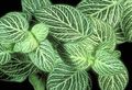   gesprenkelt Topfpflanzen Fittonia, Nervenwerk Foto