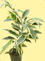   杂色 室内植物 Cleyera 灌木 照