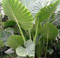 Foto Colocasia, Taro, Cocoyam, Dasheen Urteagtige Plante beskrivelse