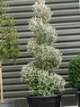   сріблястий Кімнатні Рослини Корок дерево / Corokia Фото