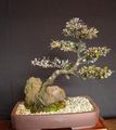   сріблястий Кімнатні Рослини Корок дерево / Corokia Фото