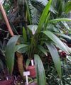   roheline Toataimed Curculigo, Palm Muru Foto