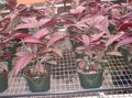   koyu kırmızı Kapalı bitkiler Farsça Kalkan / Strobilanthes dyerianus fotoğraf