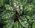   rengârenk Kapalı bitkiler Homalomena fotoğraf