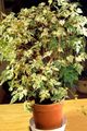   pestriț Plante de Interior Piper De Viță De Vie, Portelan Boabe liană / Ampelopsis brevipedunculata fotografie