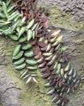   rengârenk Kapalı bitkiler Pellonia, Sondaki Karpuz Asma / Pellionia fotoğraf