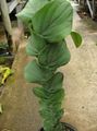   зелен Шљунак Биљка лијана / Rhaphidophora фотографија