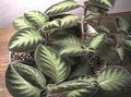   ჭრელი შიდა მცენარეები ფლეიმის ია,  / Episcia სურათი
