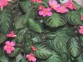   scuro-verde Le piante domestiche Fiamma Viola,  / Episcia foto