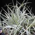   銀色 屋内植物 スゲ属、スゲ / Carex フォト